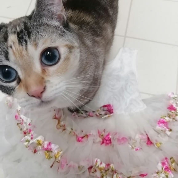 Popatu Tutu Dress - Picture 2 of 2